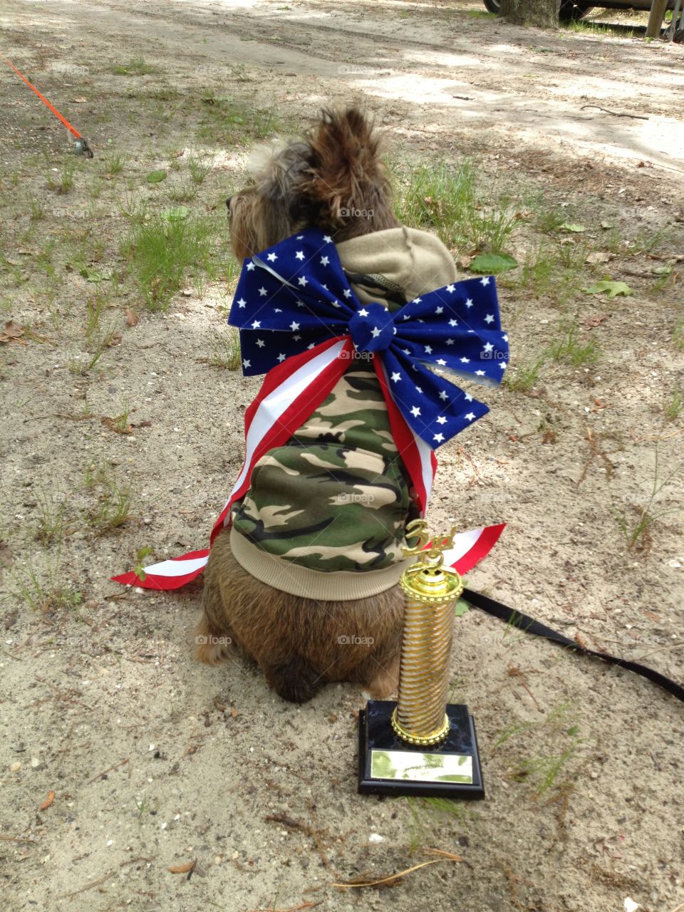 Patriotic pup contest on Memorial Day....a winner!