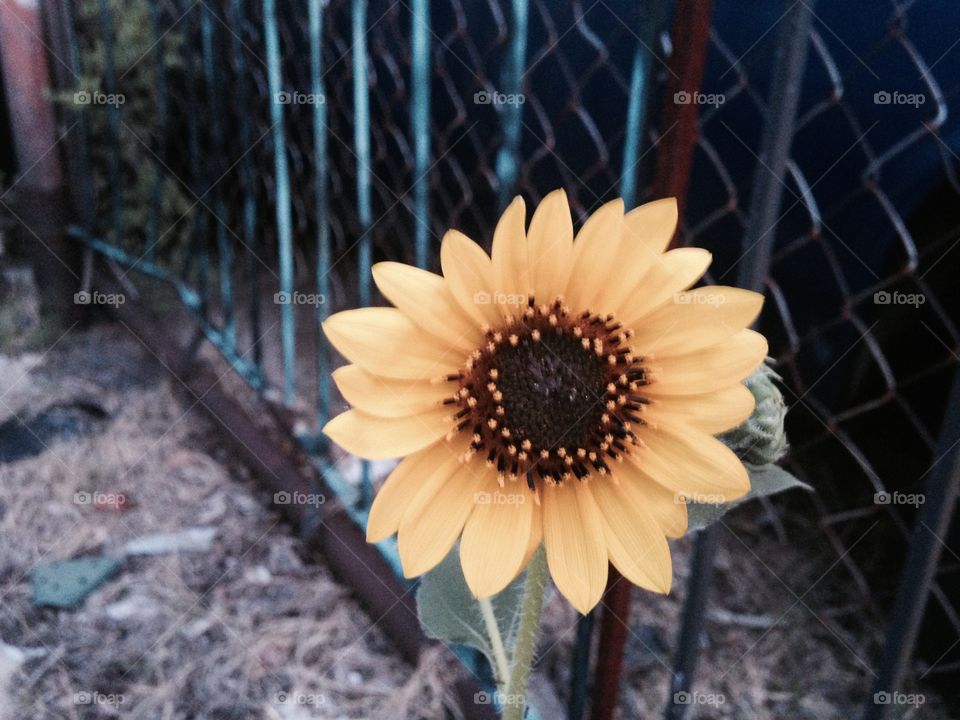 Odd places. Sunflower growing in an odd place. 