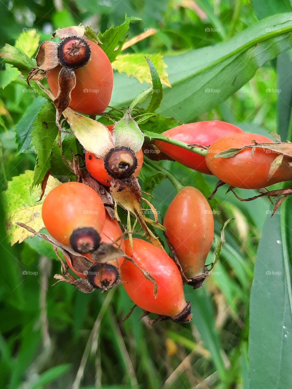 orange rosehips