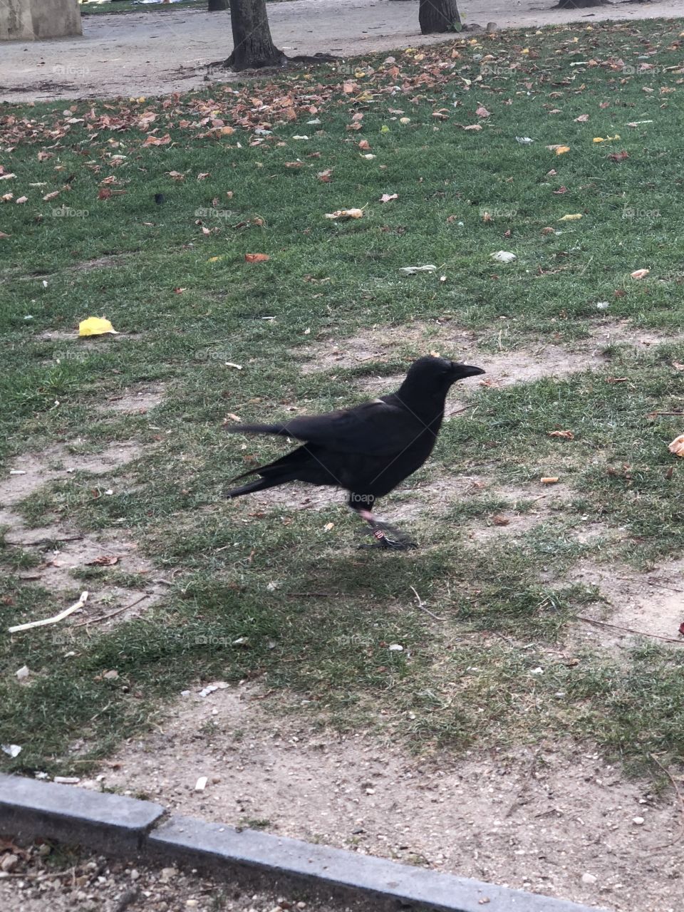 Dark crow