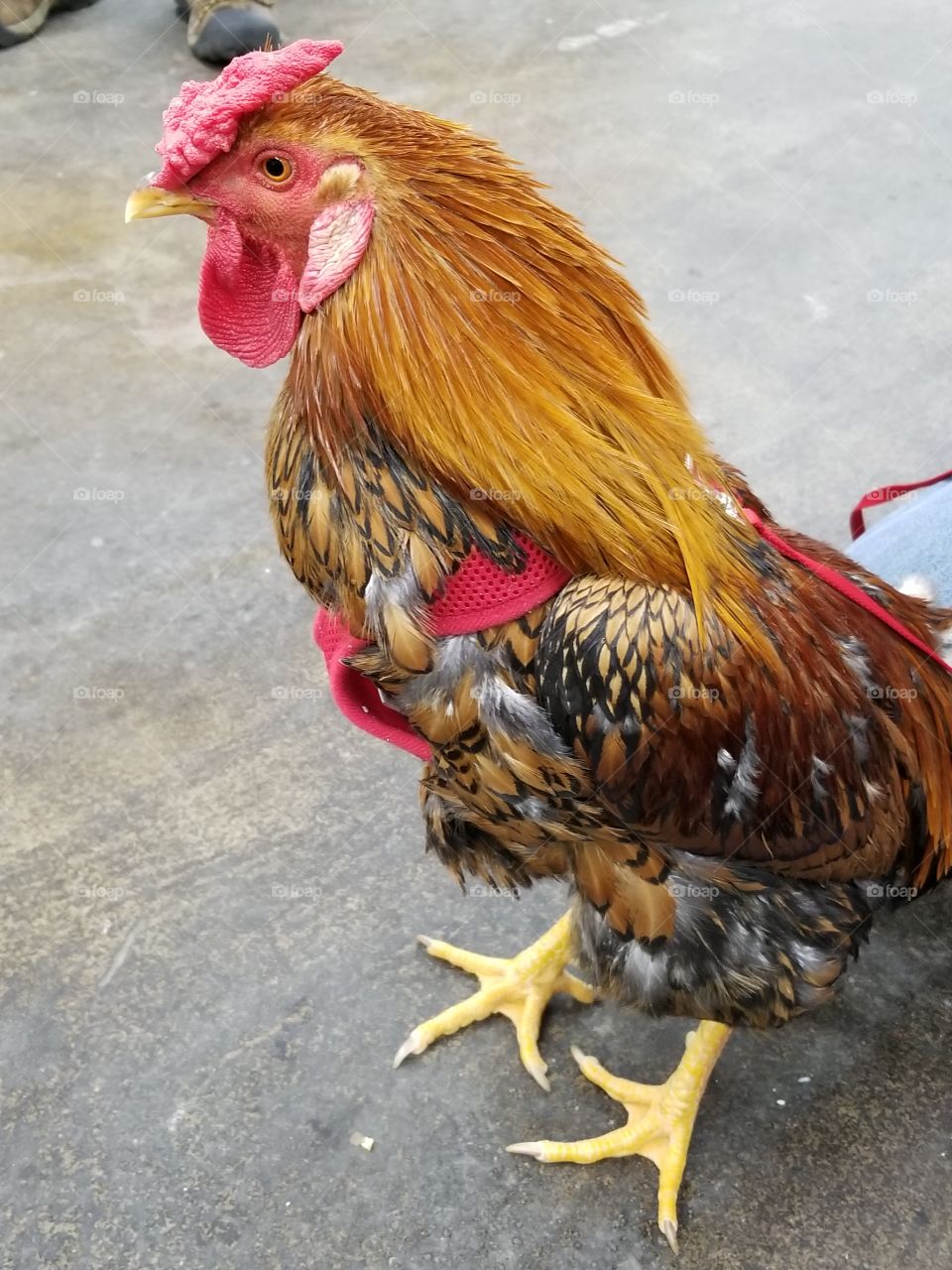 Shake our store rooster