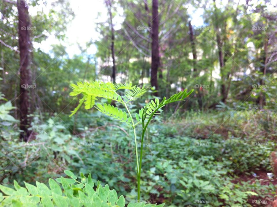 A plant with nature background