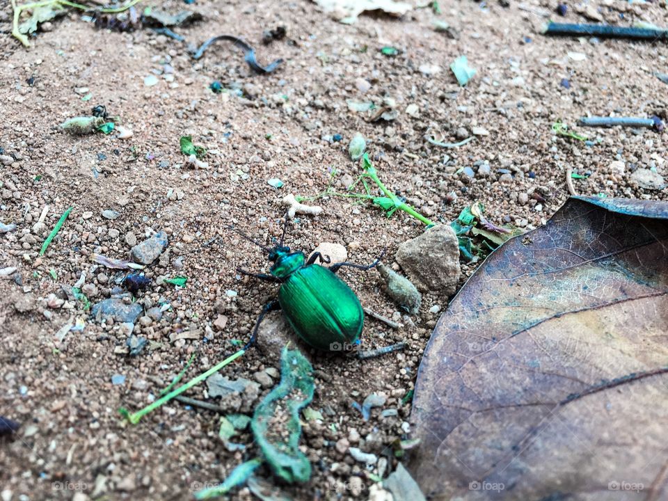 Beautiful
Metallic green shiny scarab beetle