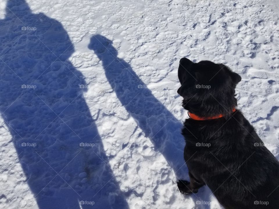 Sheba looking over the pups with their master.