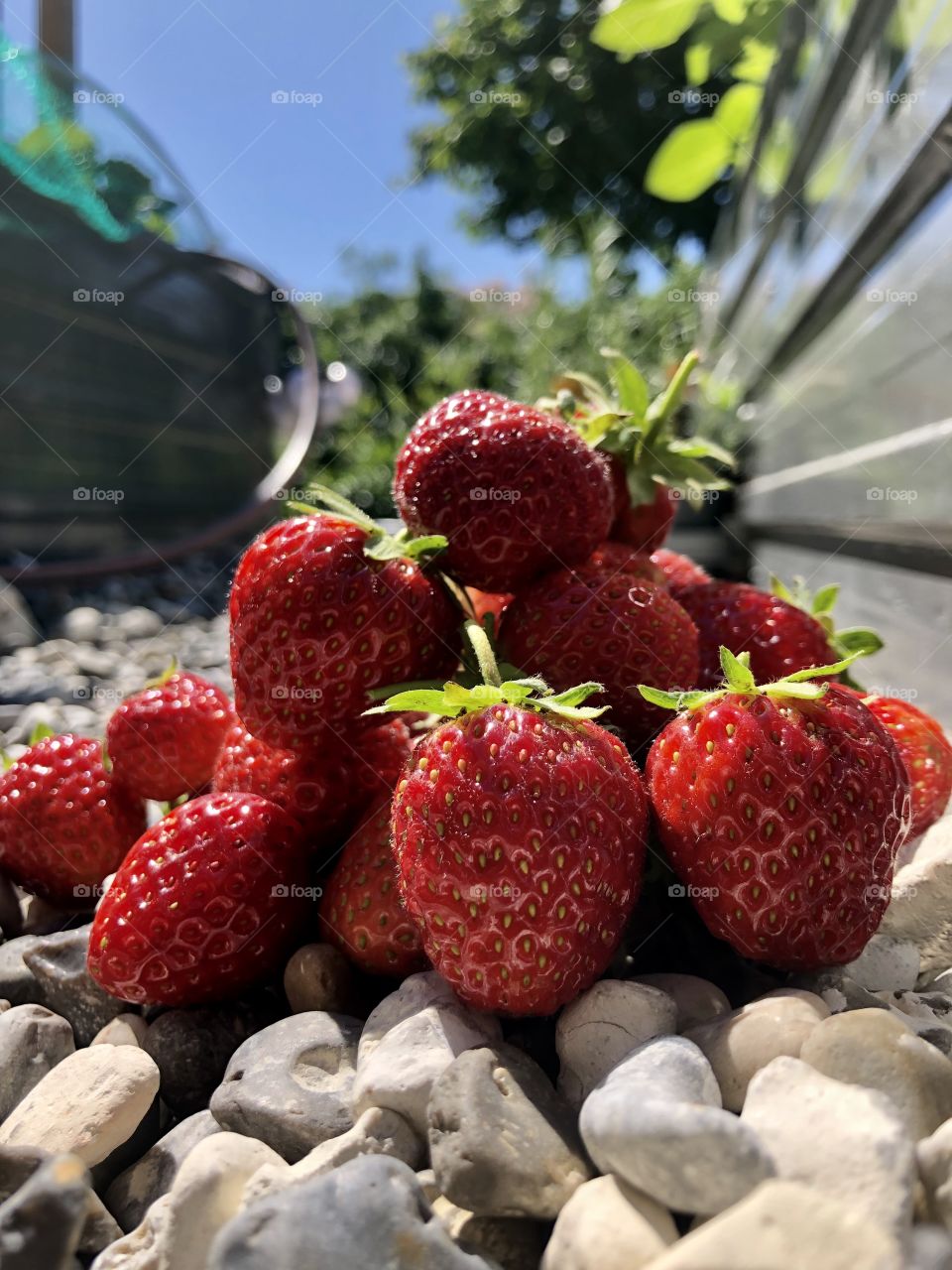 Strawberries in my garden