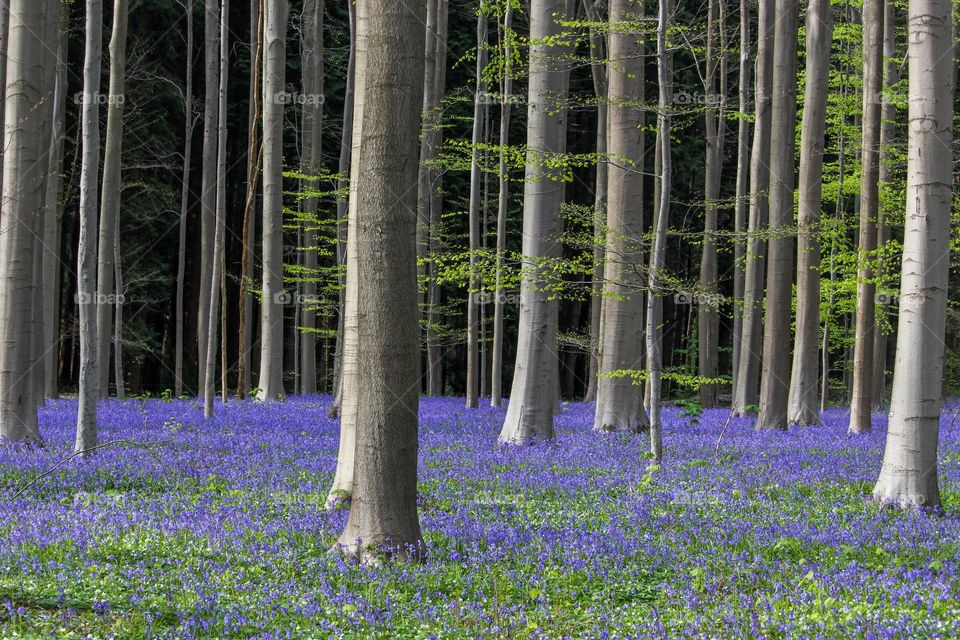 Bluebells in the woods