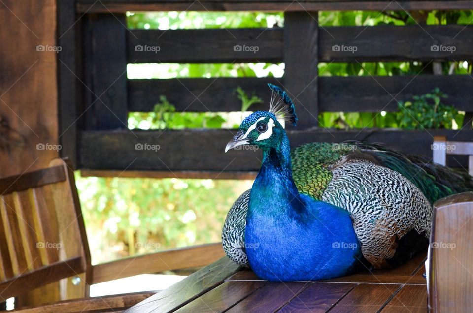 Peacock on a Restaurant Table