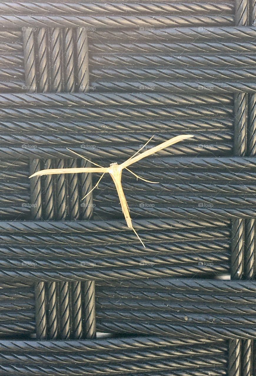 Insect on black garden chair