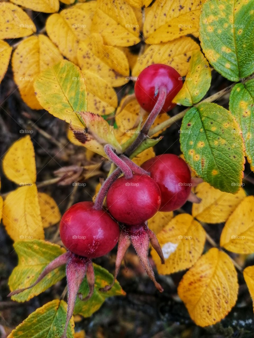 Rose bushes are in great fall colors now!