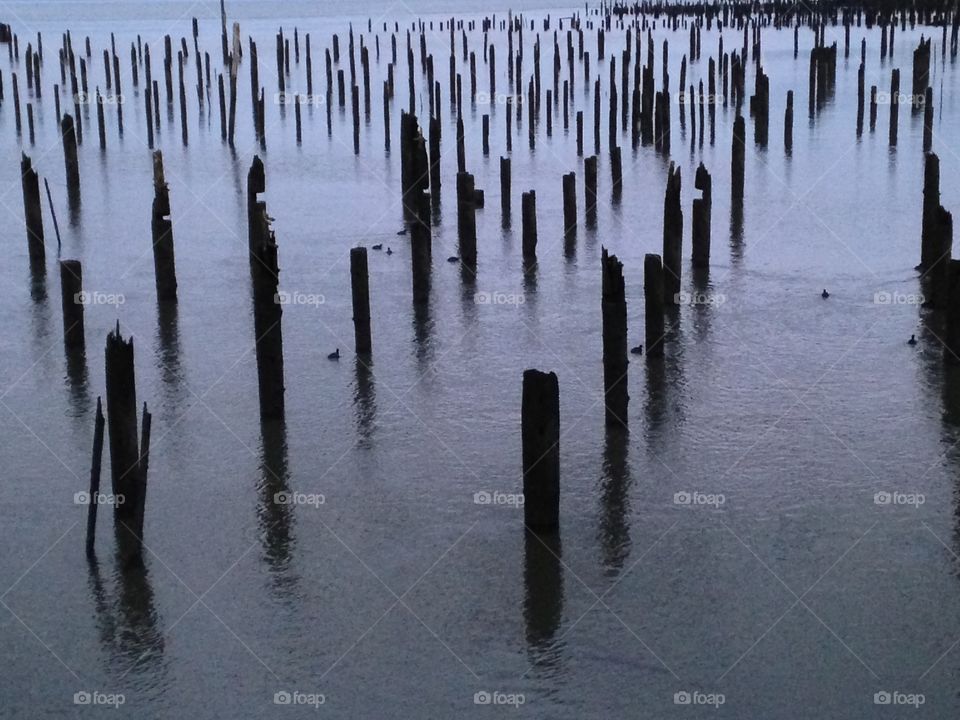 Old Dock Posts in Water