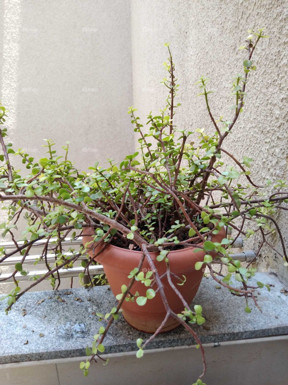 jade plant