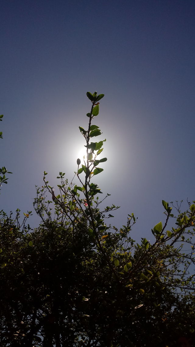 PLANT, GARDEN, LEAVES, FLOWERS, ENVIRONMENT.