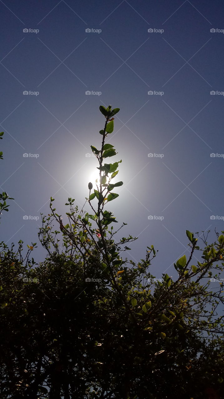 PLANT, GARDEN, LEAVES, FLOWERS, ENVIRONMENT.