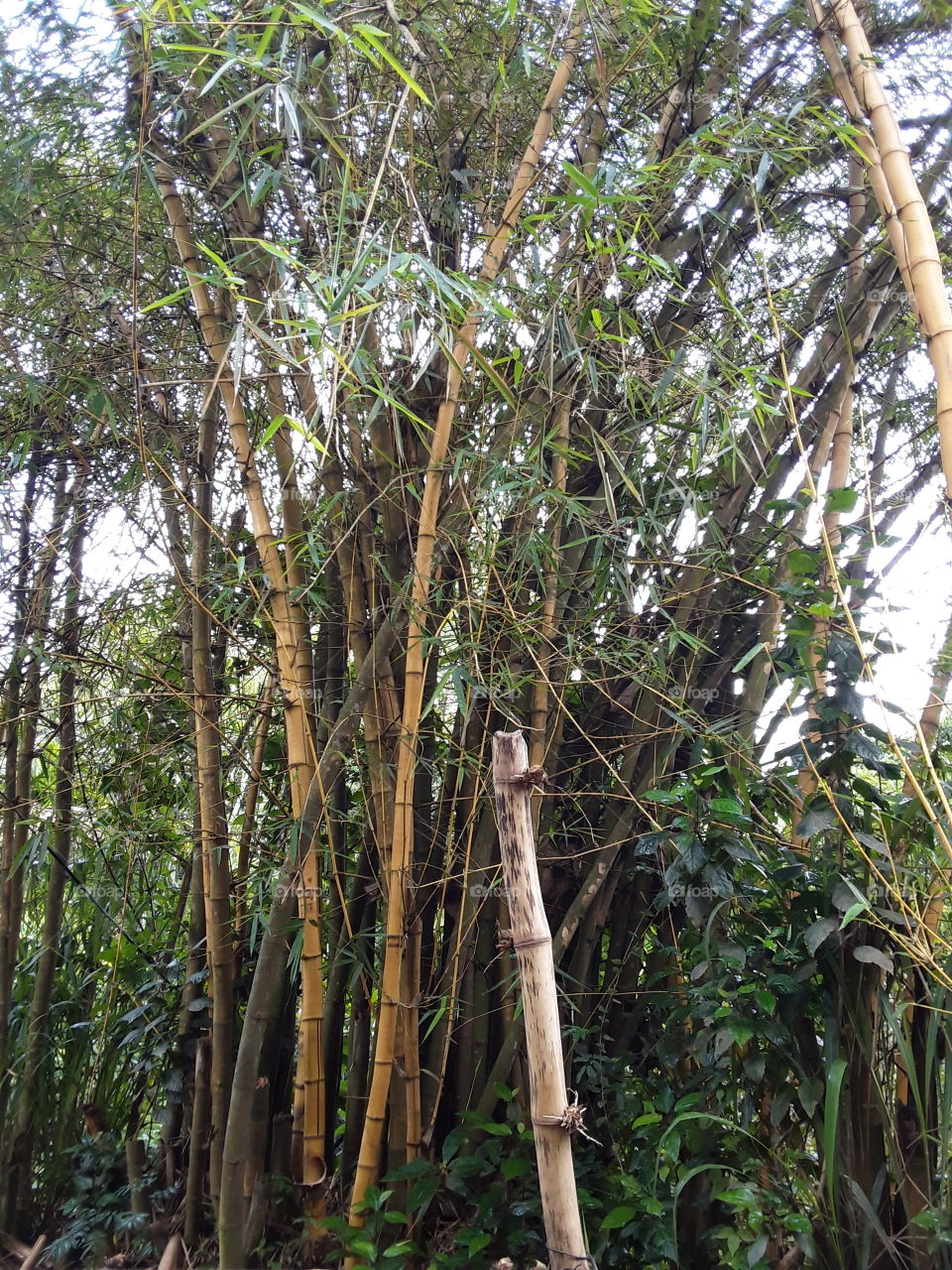 Bamboo tree, Bamboos are a group of woody perennial evergreen plants in the true grass family poaceae. Bamboo is a grass, many of the larger Bamboos are very tree like in appearance.
