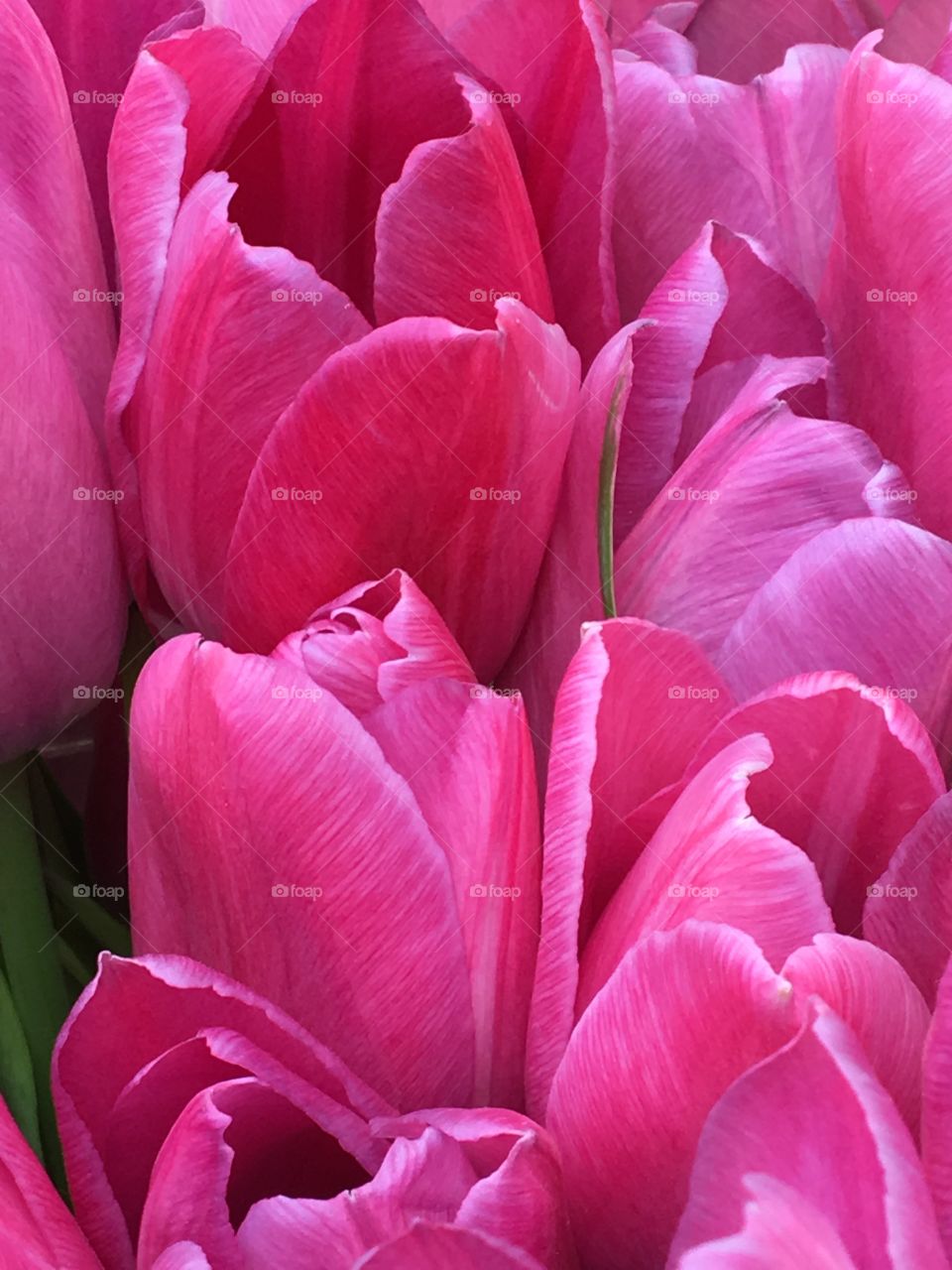 Pink Tulips 
