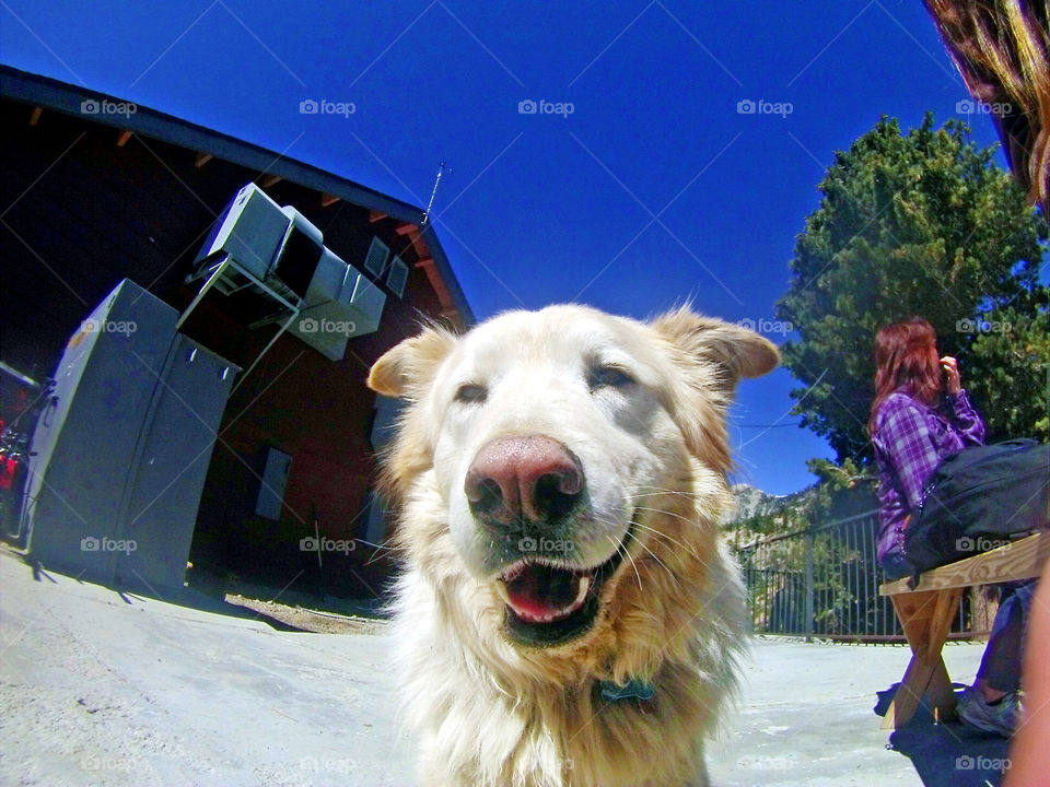 Golden retriever dog in mountain adventure