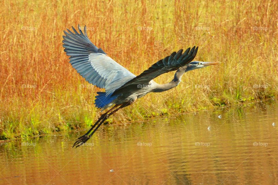 Flight of the blue heron