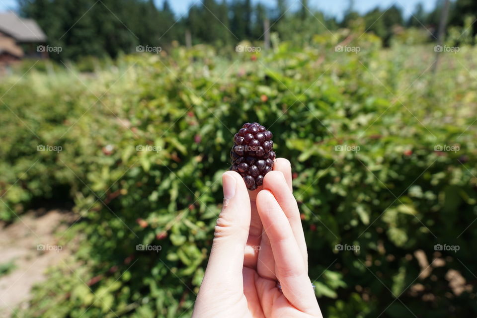 Buried Treasure. There's no feeling like the moment when you find "the perfect" berry. And yes, it did taste as good as it looks.
