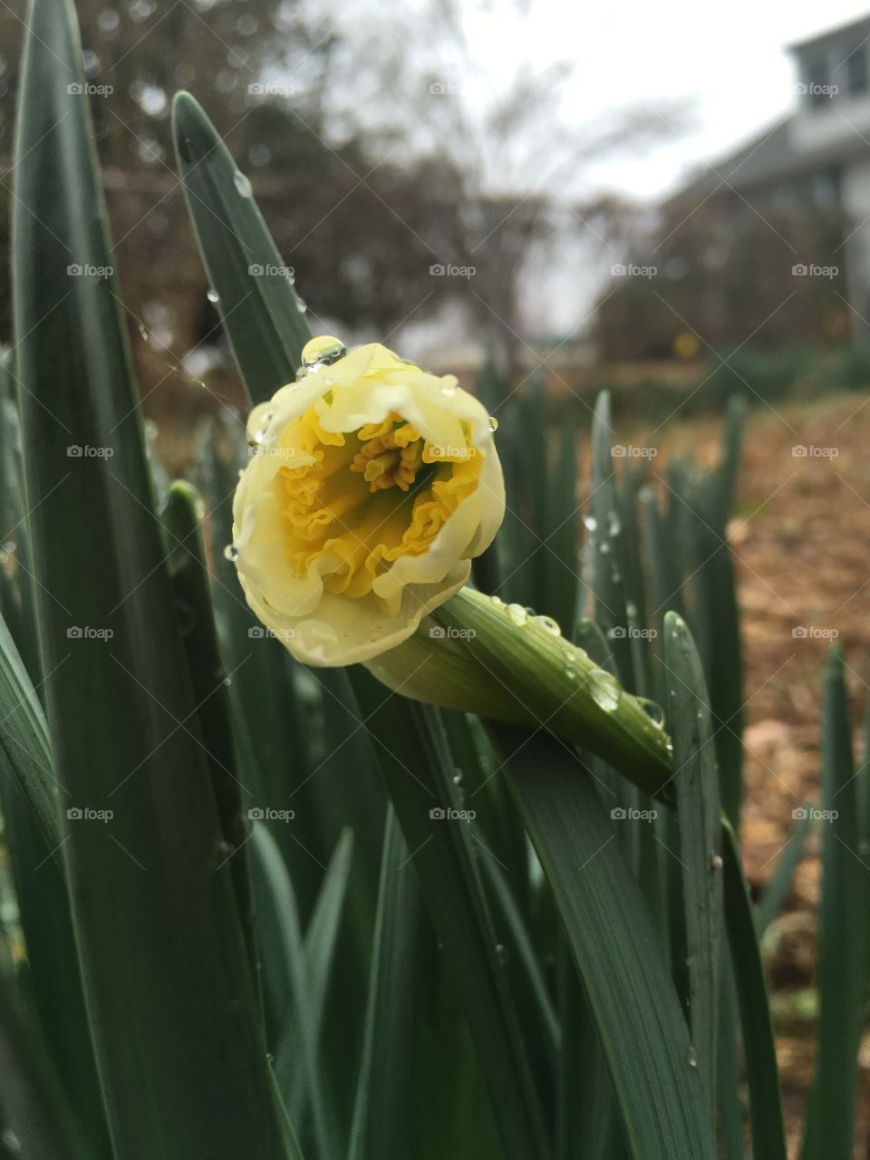 Raindrops on daffodils 