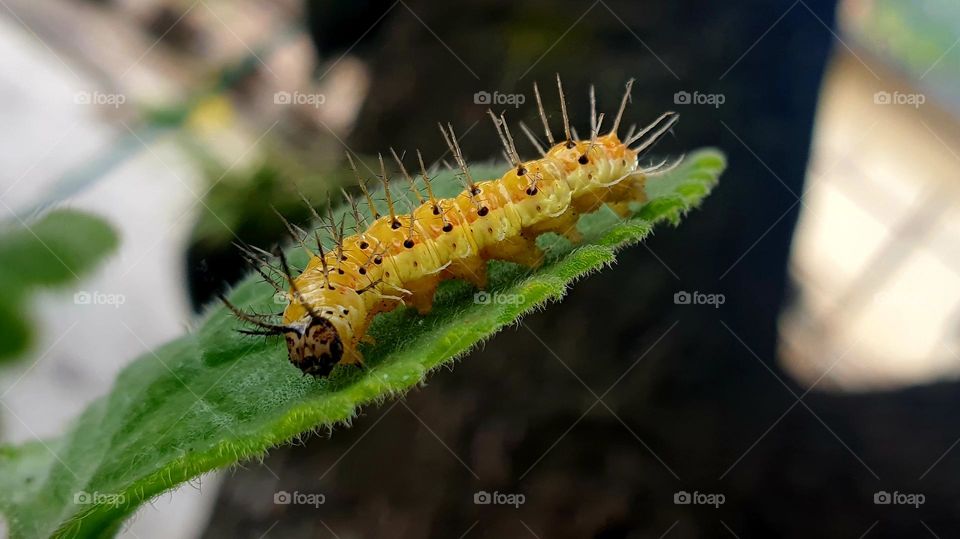 butterfly worm, beautiful yellow color and black spots