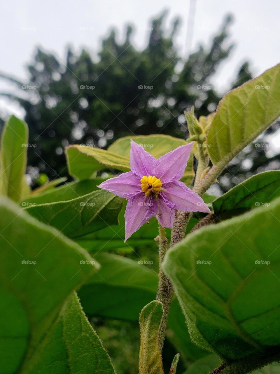 Solanum incanum (Thorn apple) flower

May 02, 2023
12:09pm