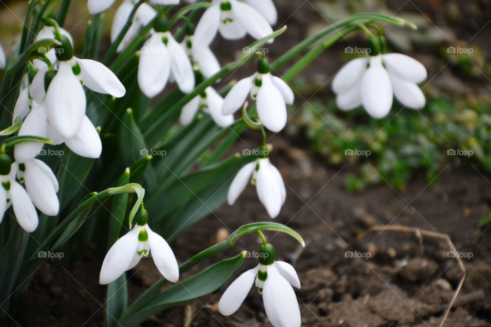 подснежники
snowdrops