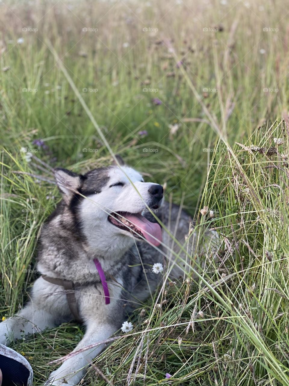 Husky 