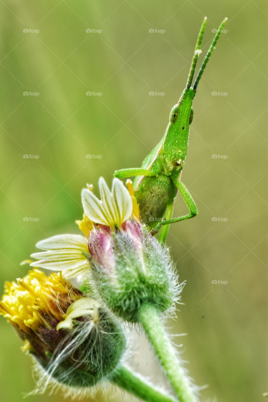 wildlife in close up