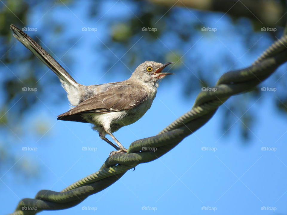 Bird on wire