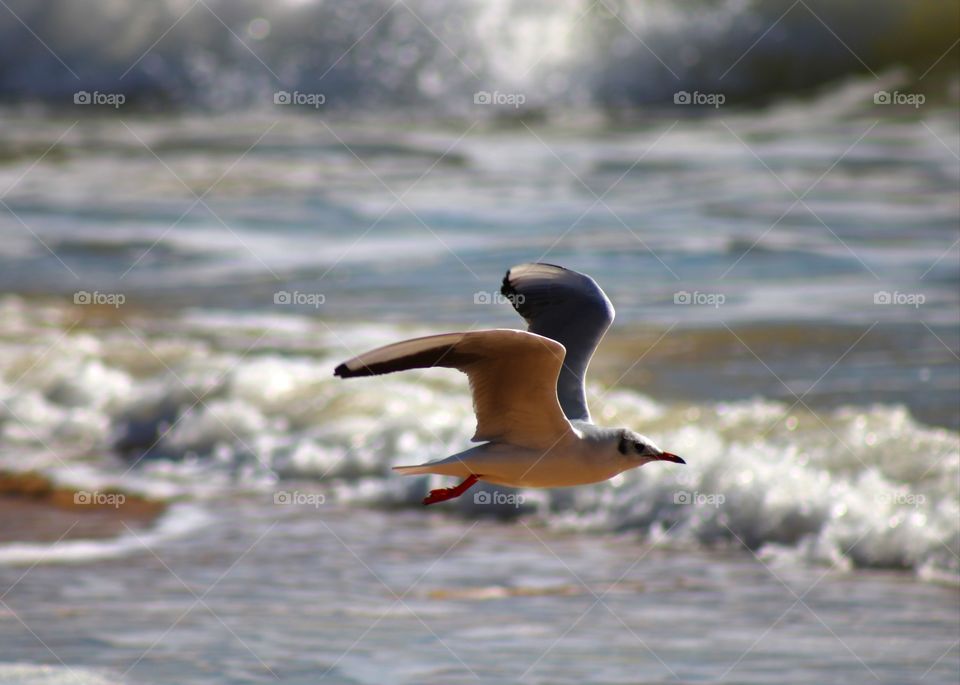 In flight ;) Seagull