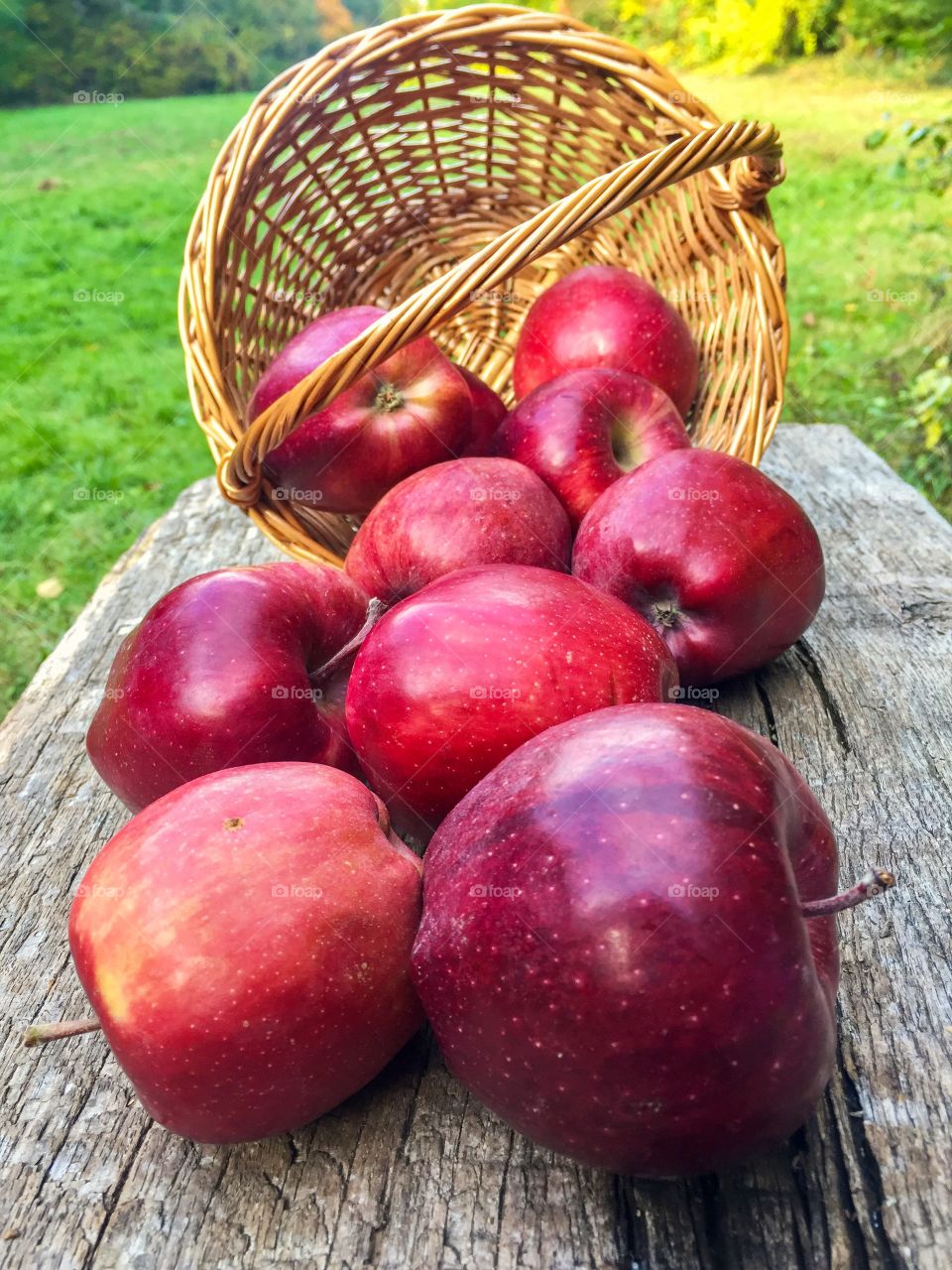 Red apples fallen down from the basket on wooden table