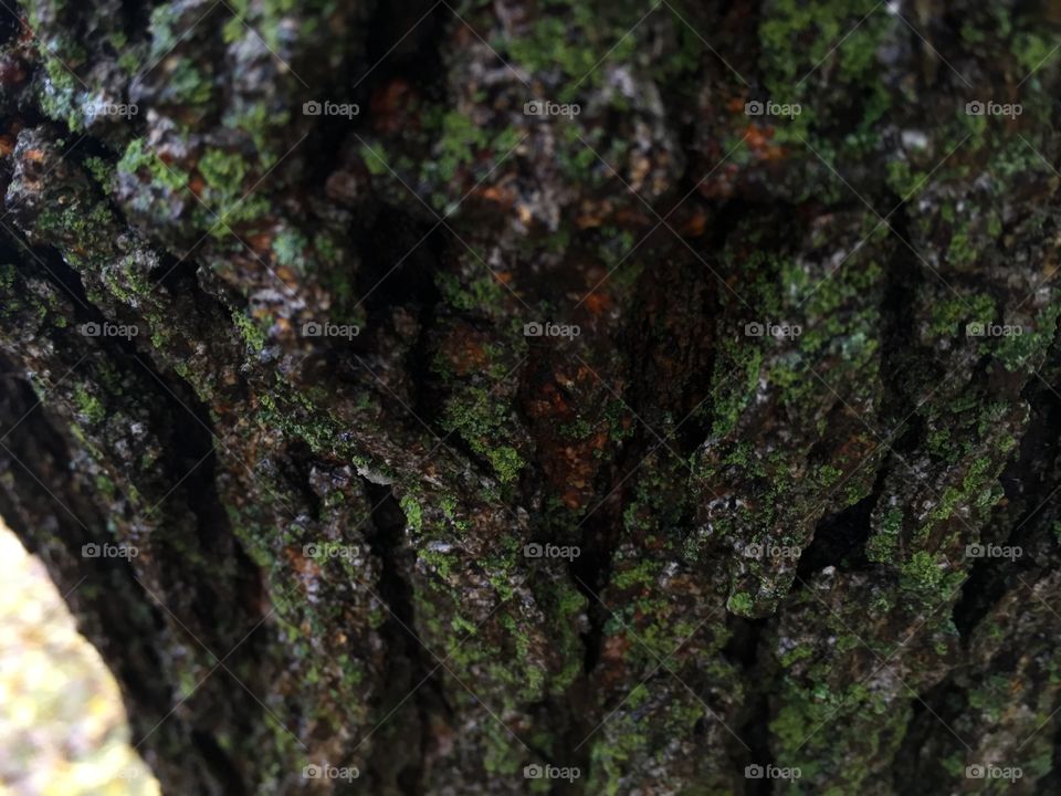 Heart of the Bark