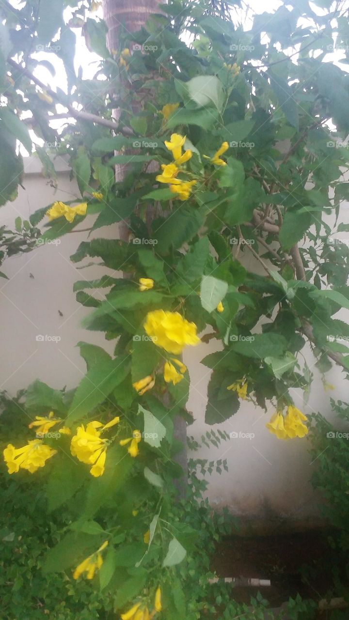 yellow flower