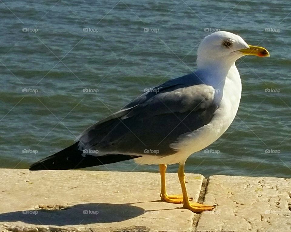 Seagull