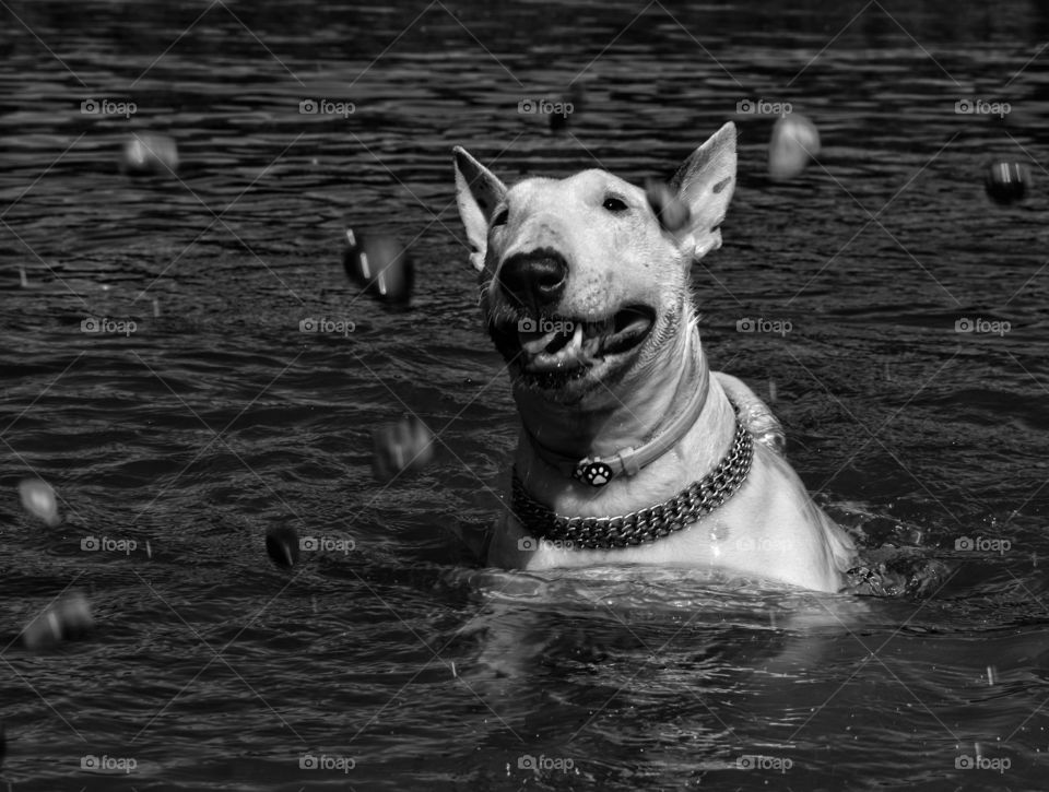 swimming dog