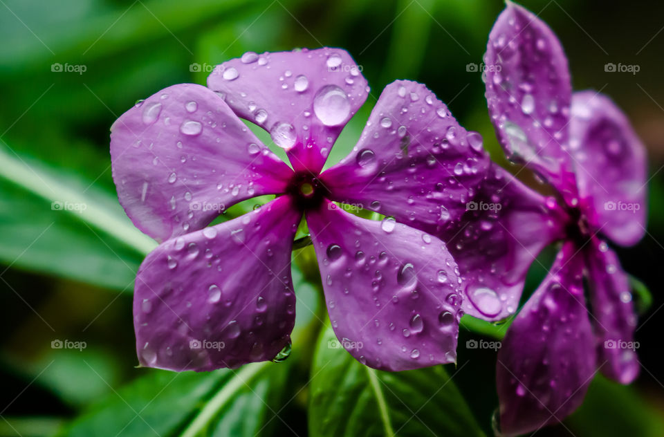 Pink flower and droplets at outdoor