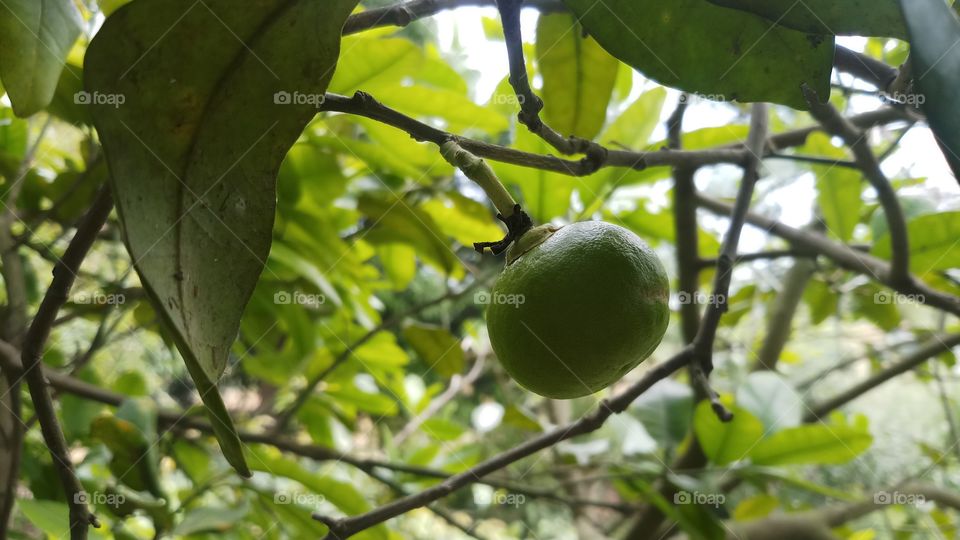 Spring time fruits