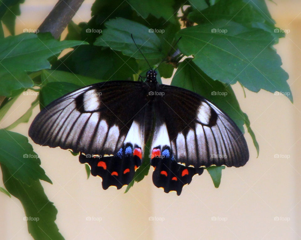 blue red black butterfly by cataana