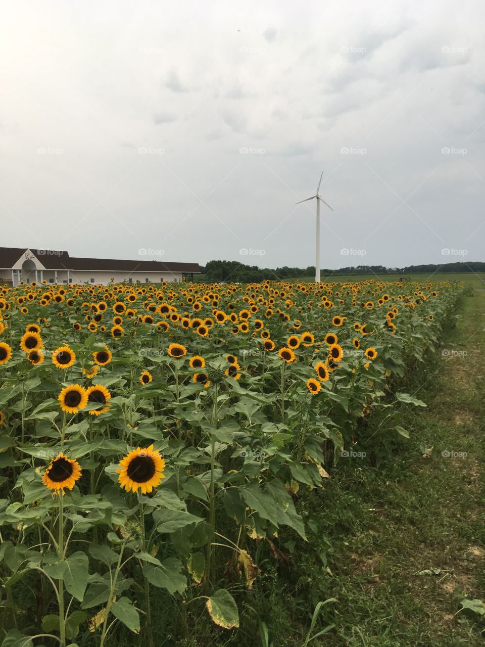 A field of beautiful sunflowers.