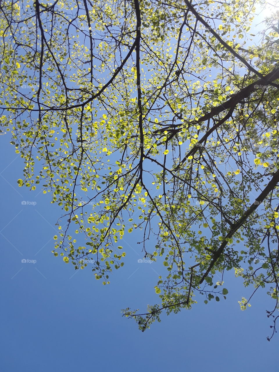 Clear skies through budding branches.