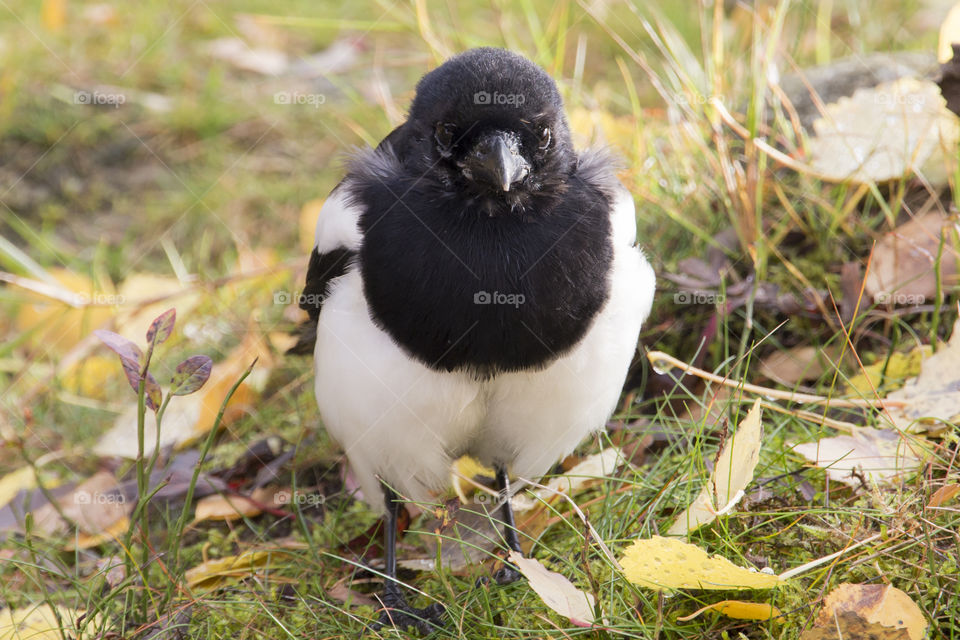 Magpie black white bird - looking at you - skata tittar rakt fram närbild