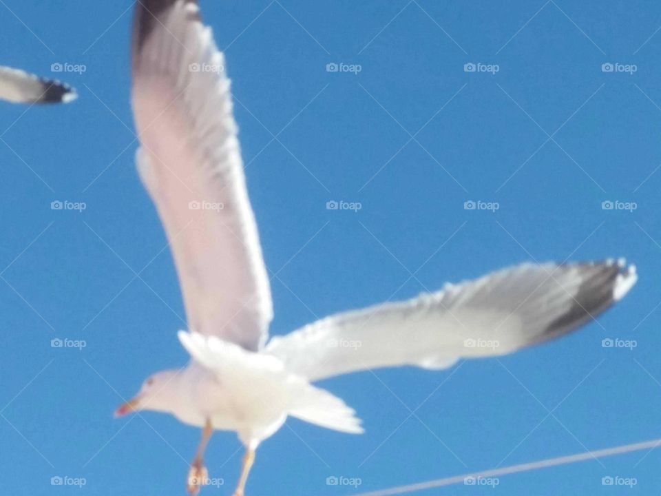 A beautiful seagull flying across the sky.