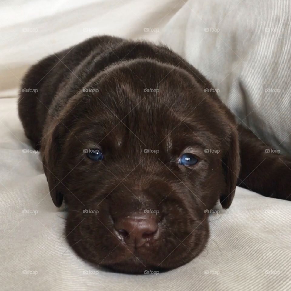 This photo features an adorable blue-eyed chocolate lab puppy resting and looking into the camera.