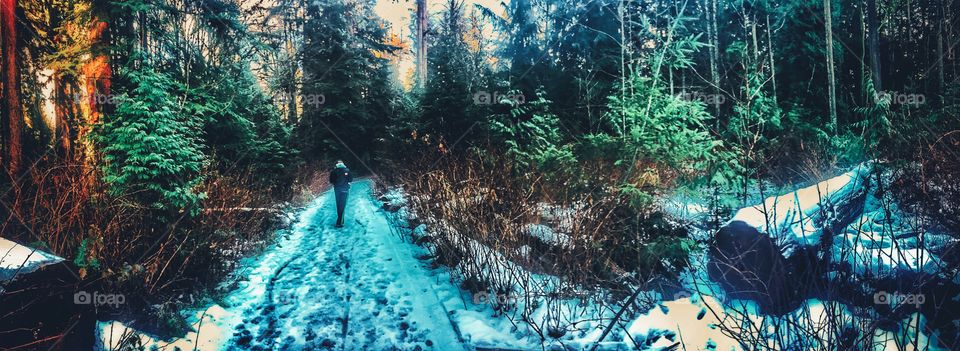Winter Forest Walks 🇨🇦