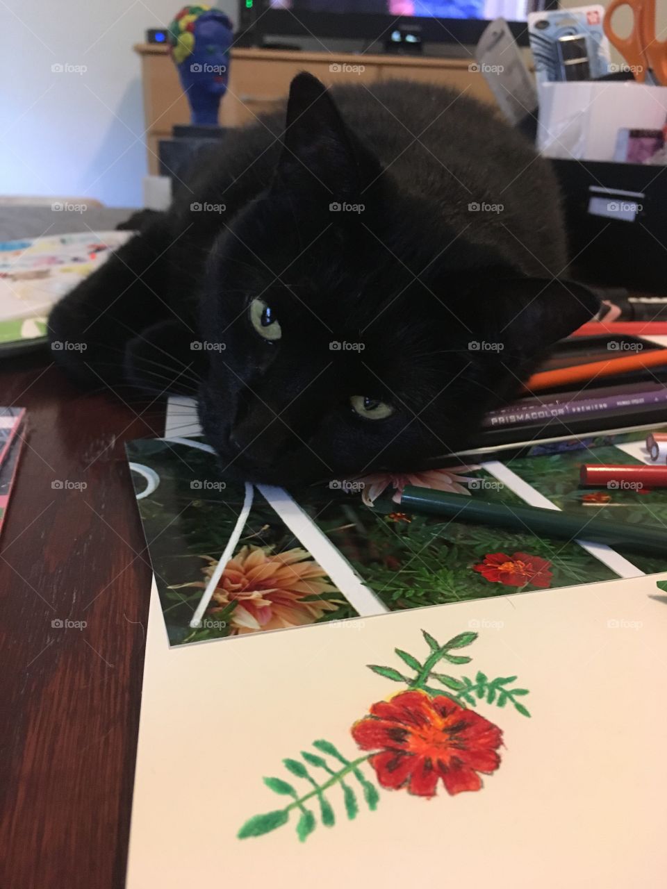Licorice loves to help me draw!