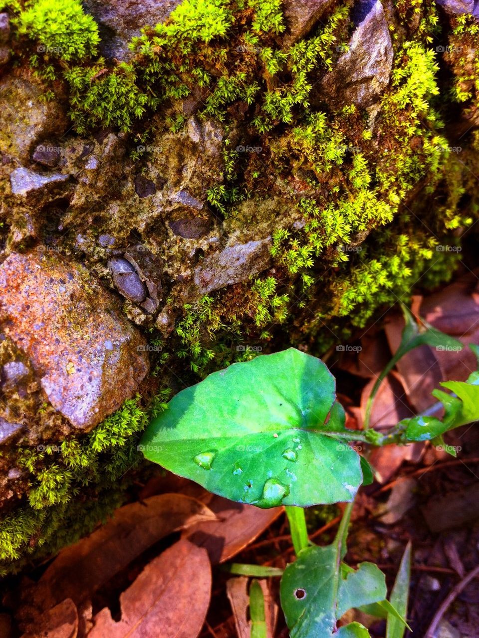 Moss and nature