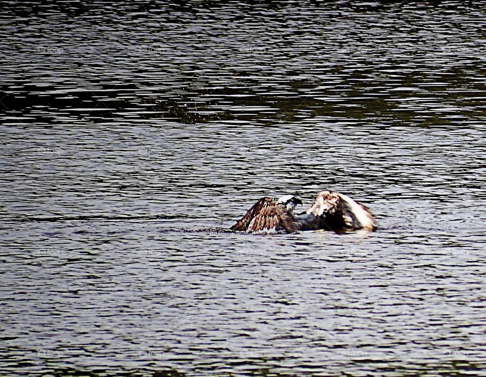 Swimming osprey 