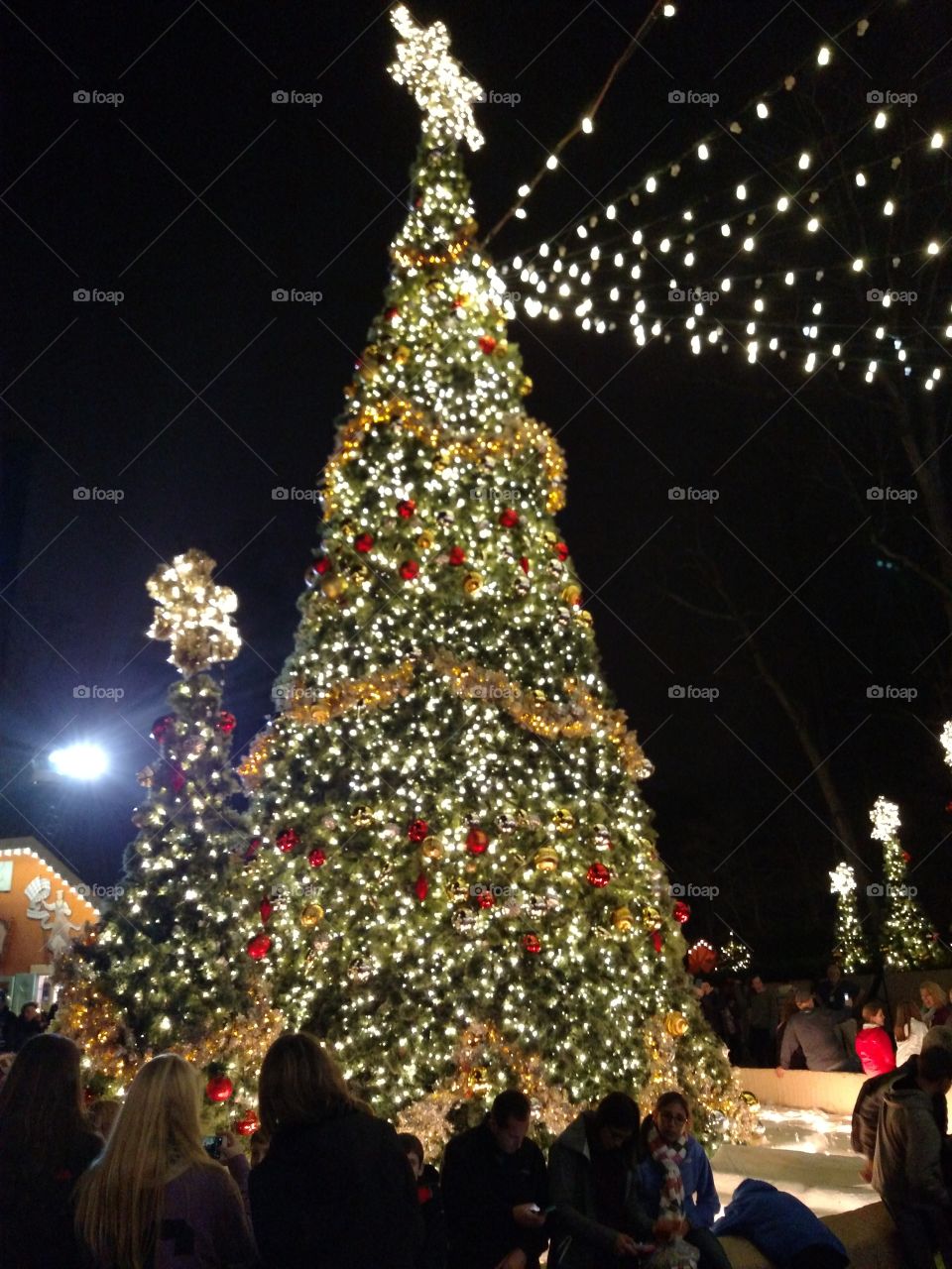 Christmas, Christmas Tree, Celebration, Winter, People