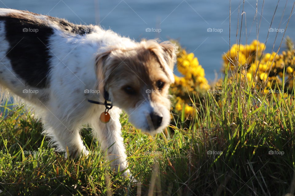 Dog walking on the grass by the shore