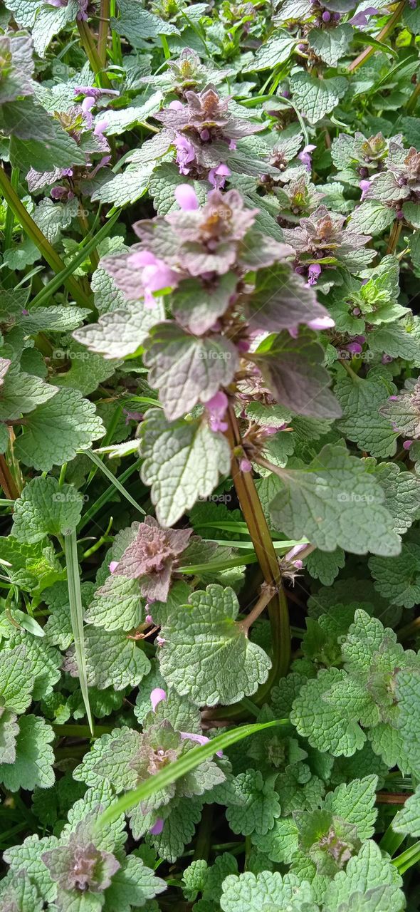 nettle
